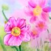 anemone