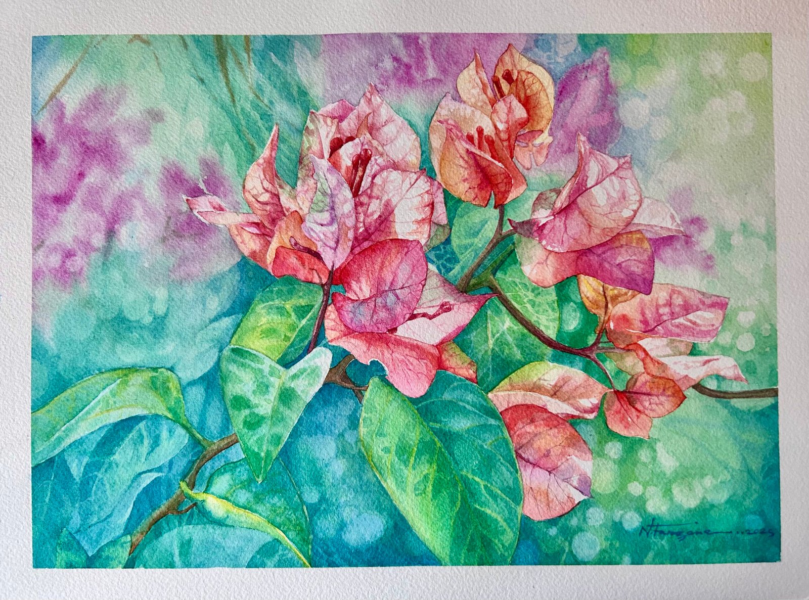 bougainvillea 1 bougainvillea 1