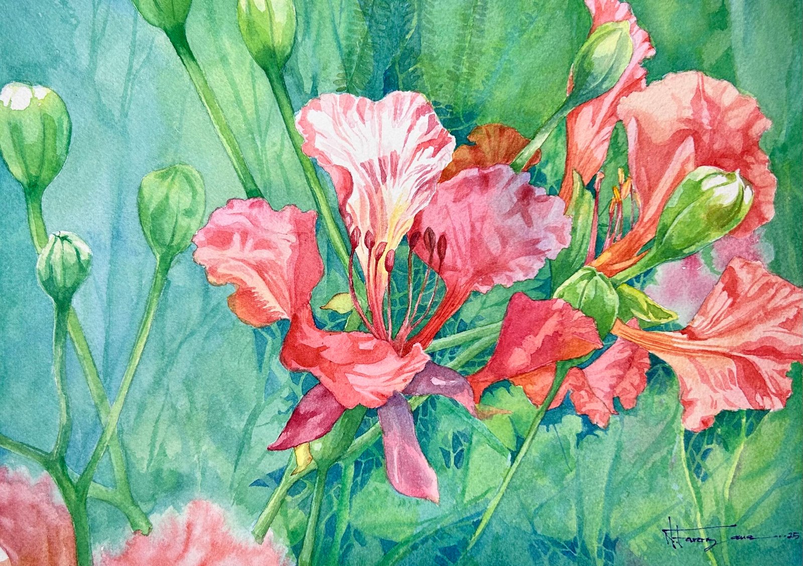 royal poinciana royal poinciana