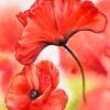 poppy 1