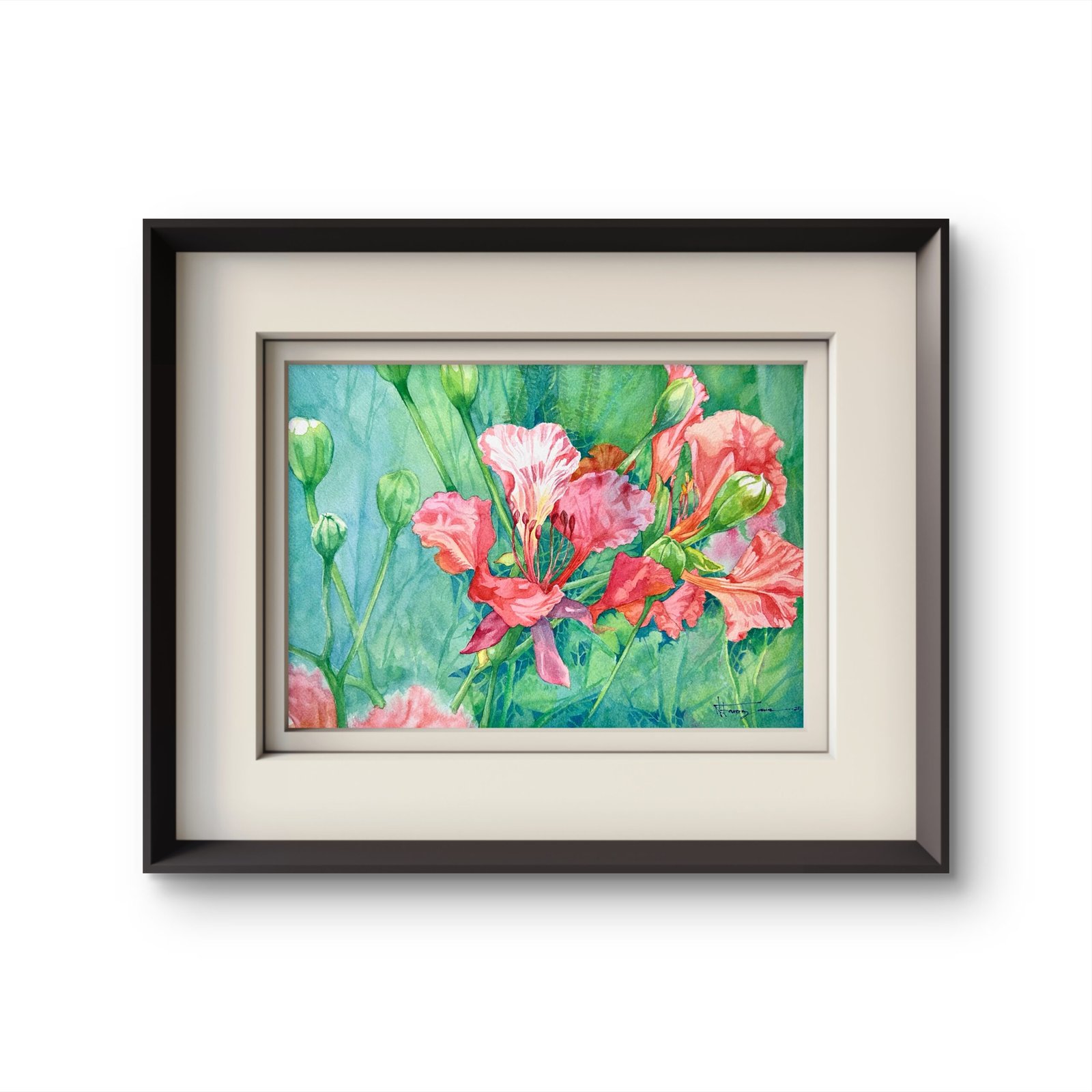 royal poinciana royal poinciana